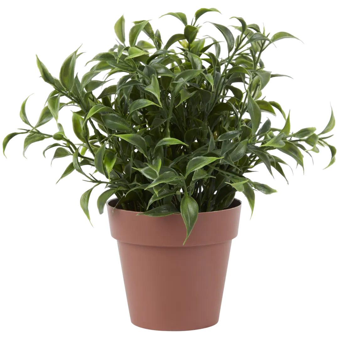 Plante aromatique dans pot