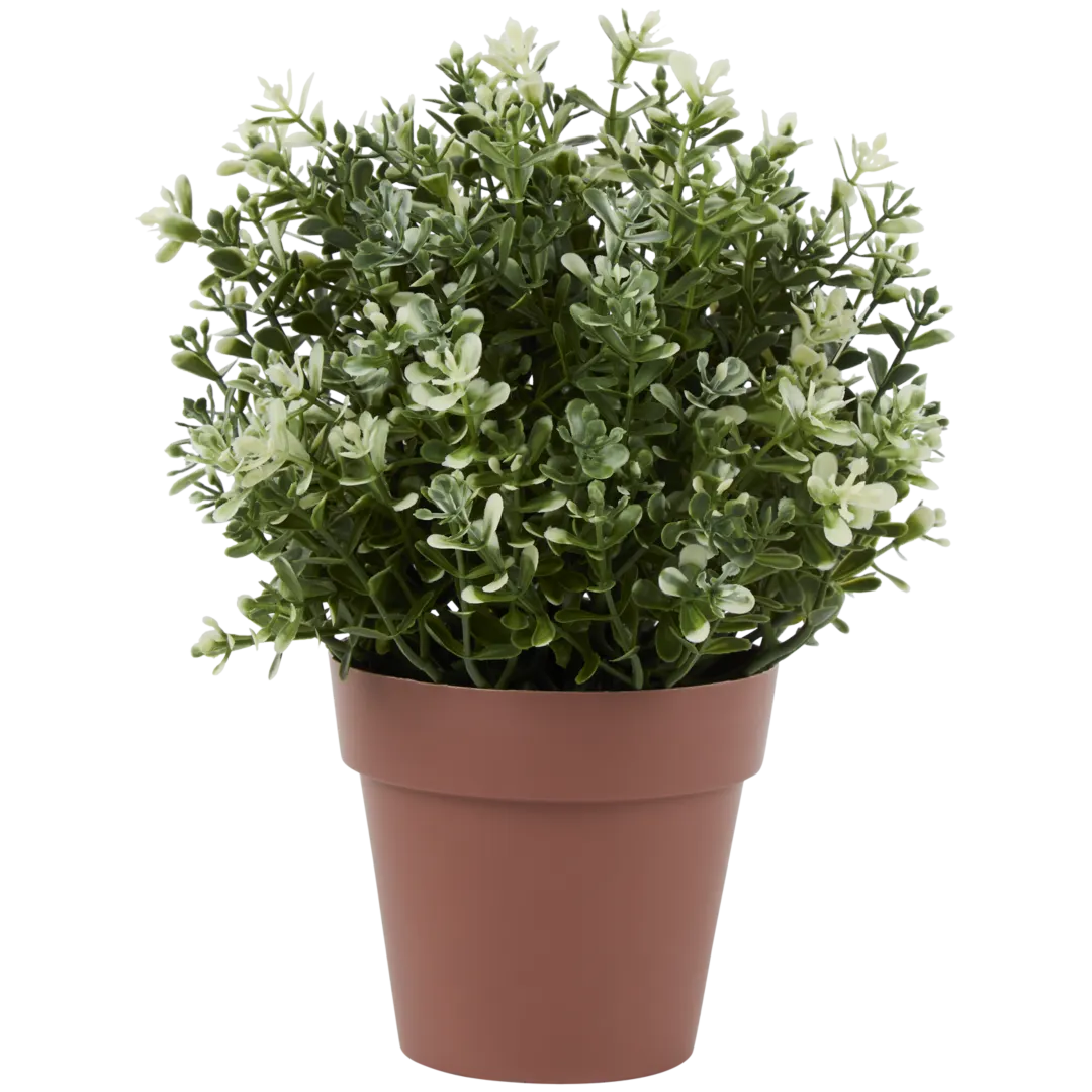 Plante aromatique dans pot