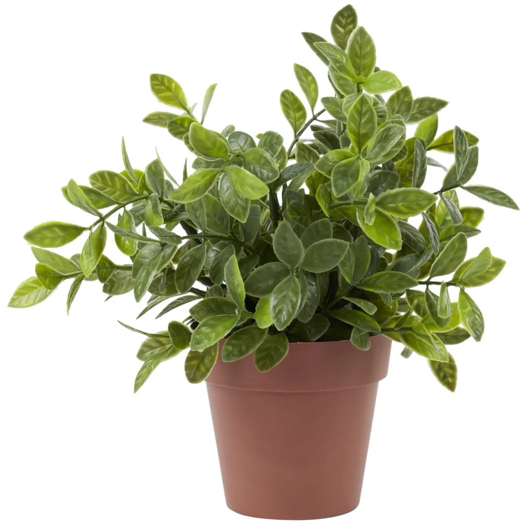 Plante aromatique dans pot