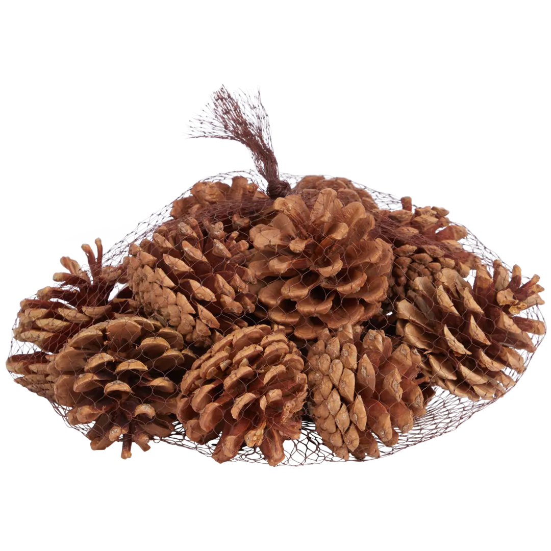 Pommes de pin décoratives Home Accents 1