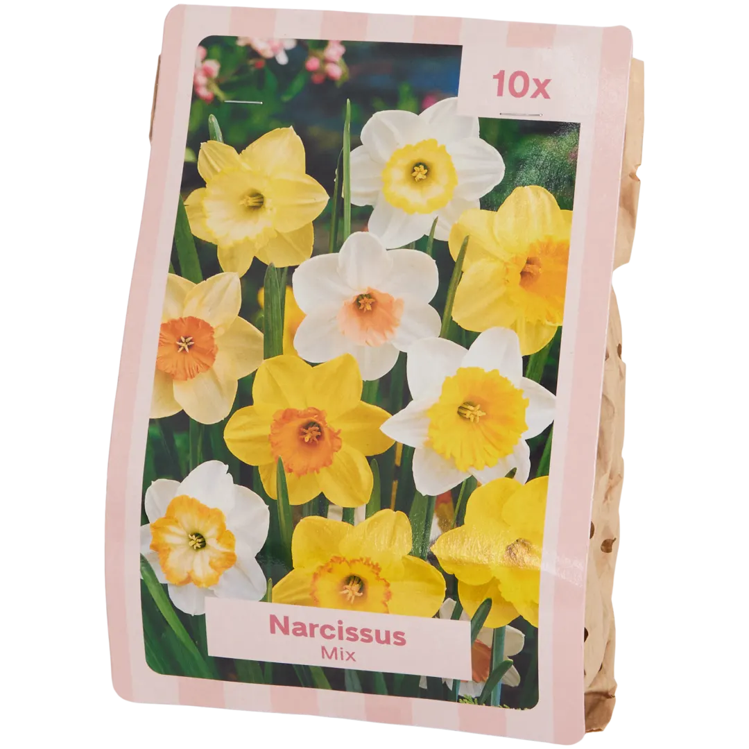 Blumenzwiebeln 5