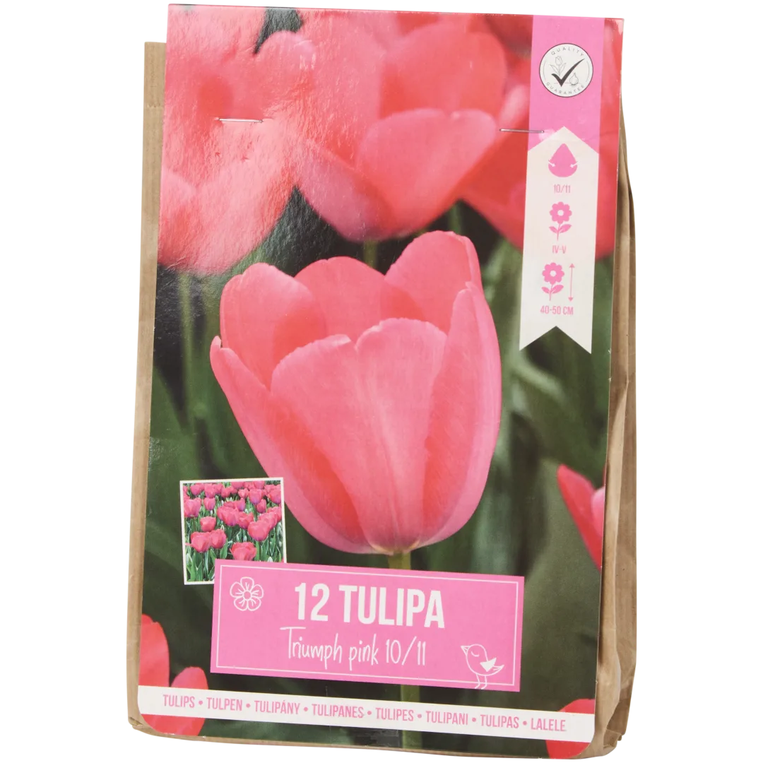 Bulbes de tulipe