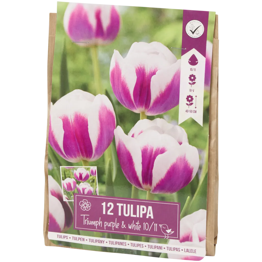 Bulbes de tulipe
