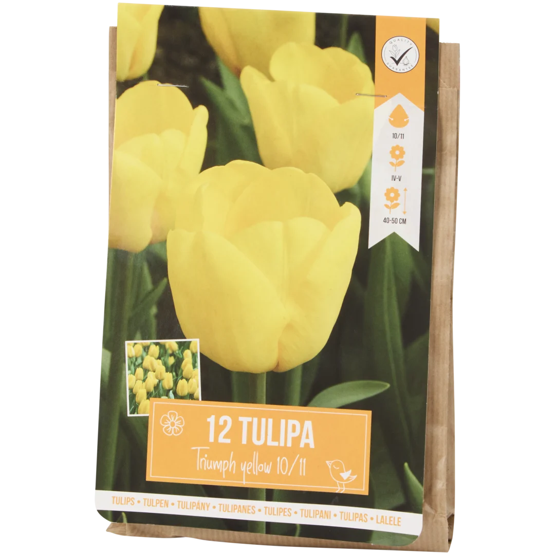 Bulbes de tulipe