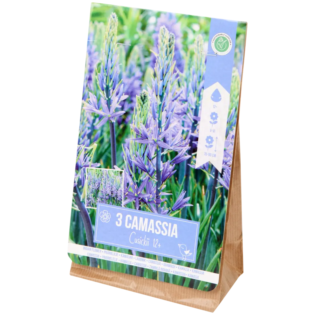 Blumenzwiebeln Camassia 1