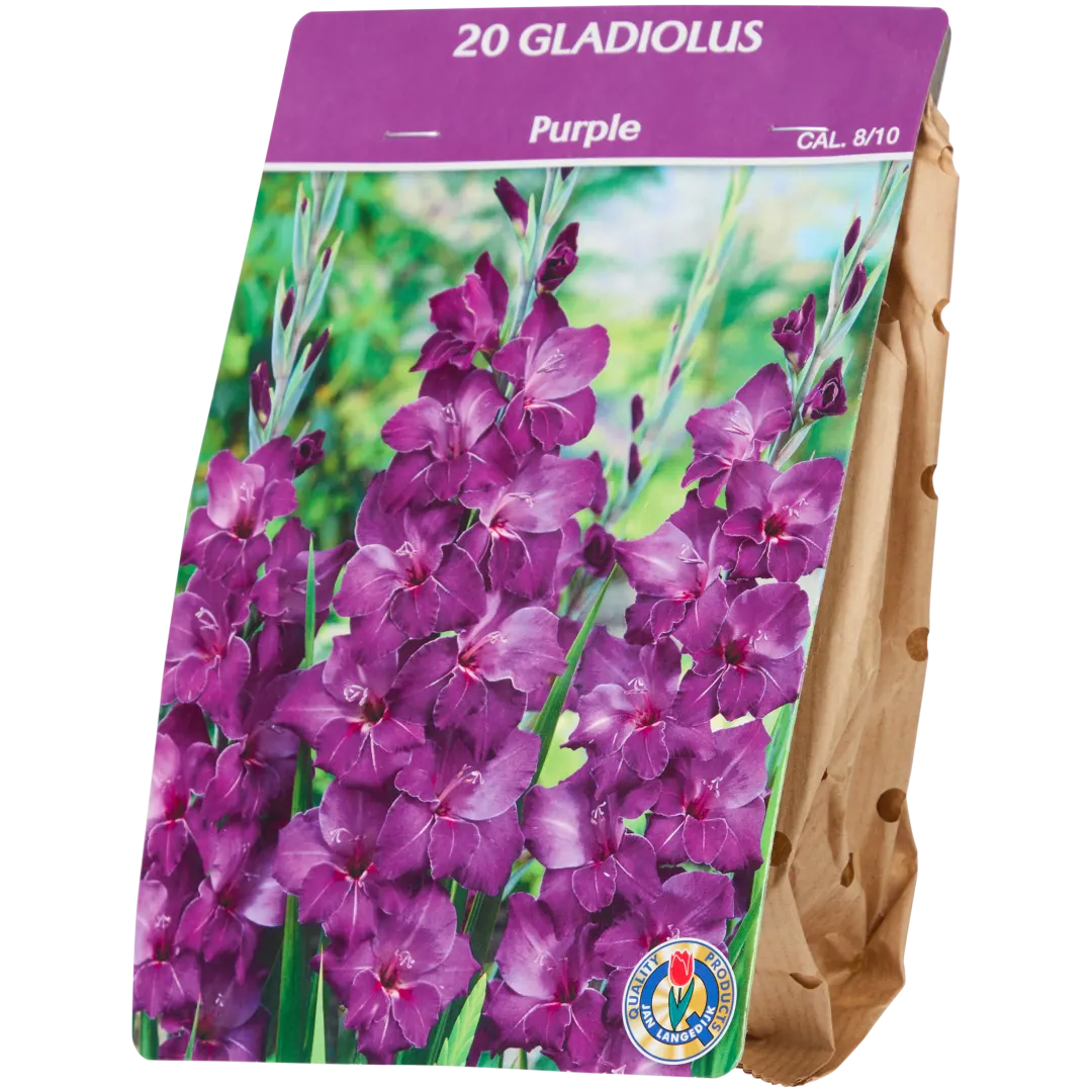 Gladiolenzwiebeln 2