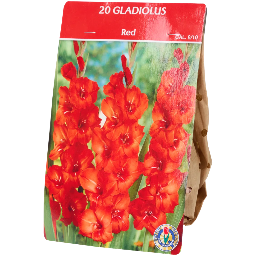 Gladiolenzwiebeln 1