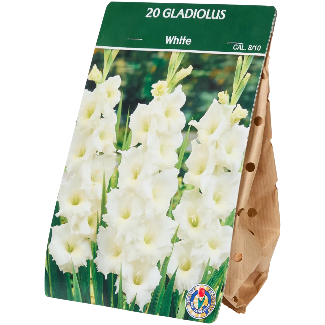 Gladiolenzwiebeln 3