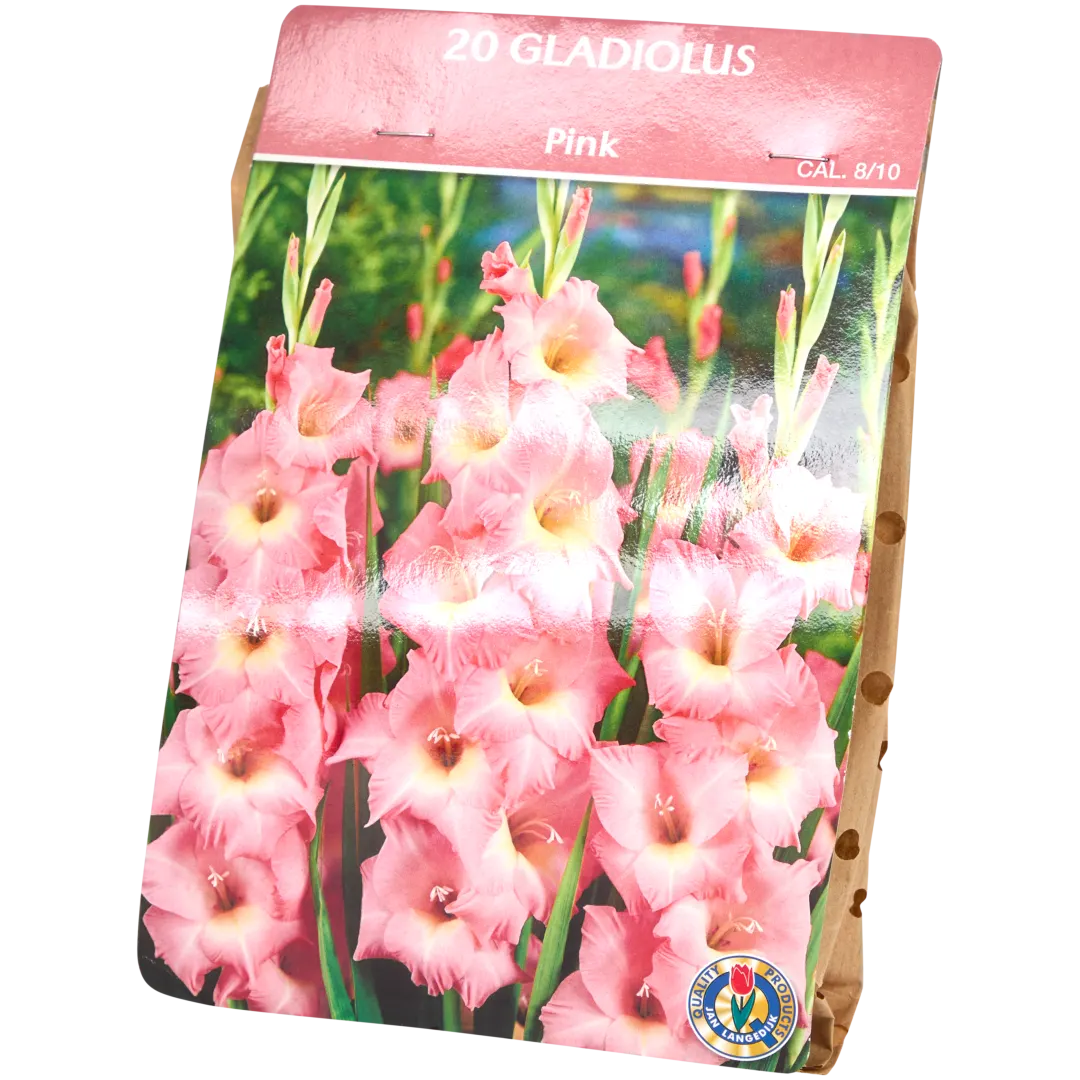 Gladiolenzwiebeln 4