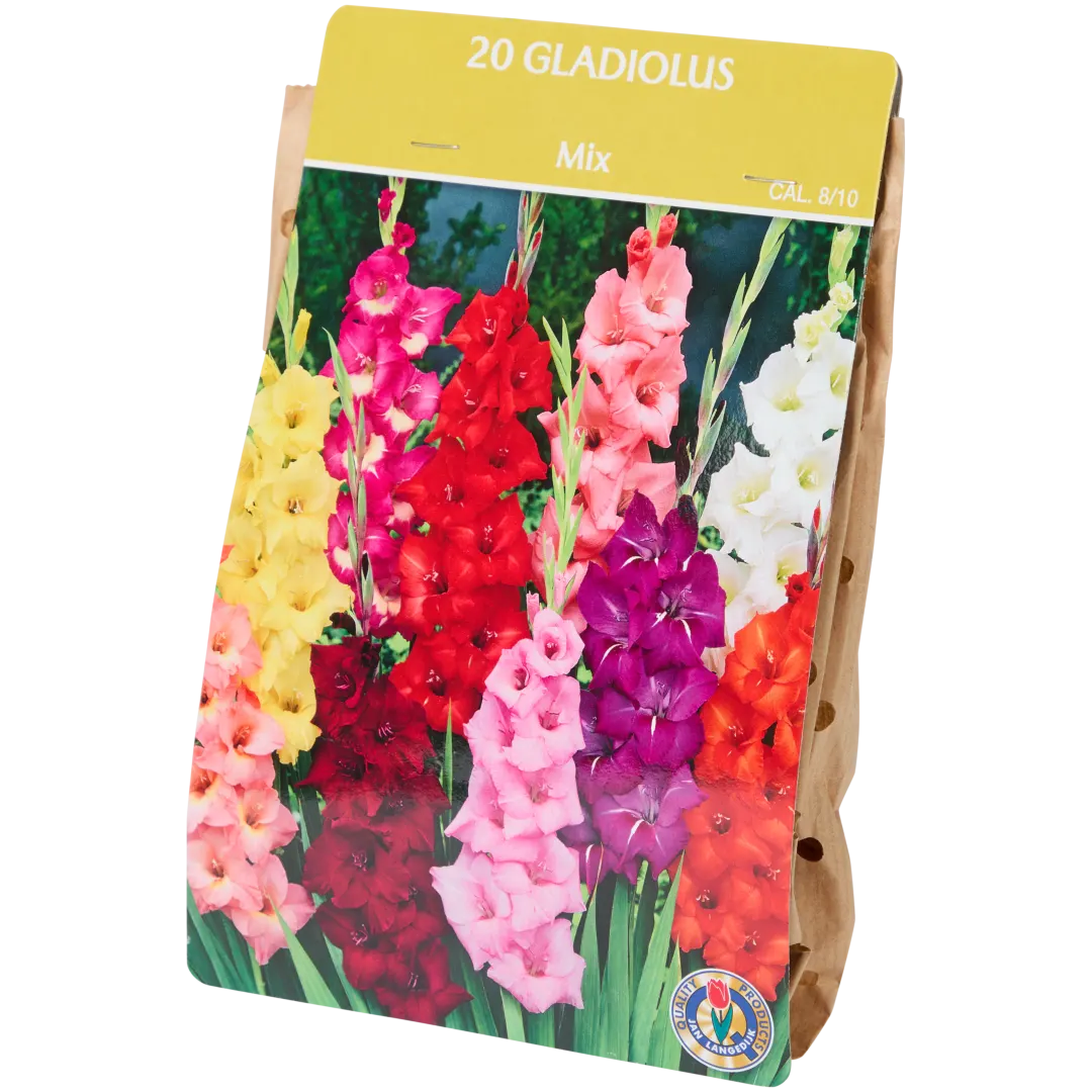 Gladiolenzwiebeln 5