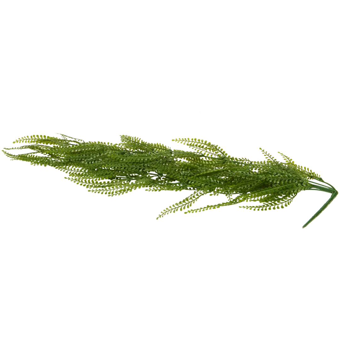 Plante suspendue