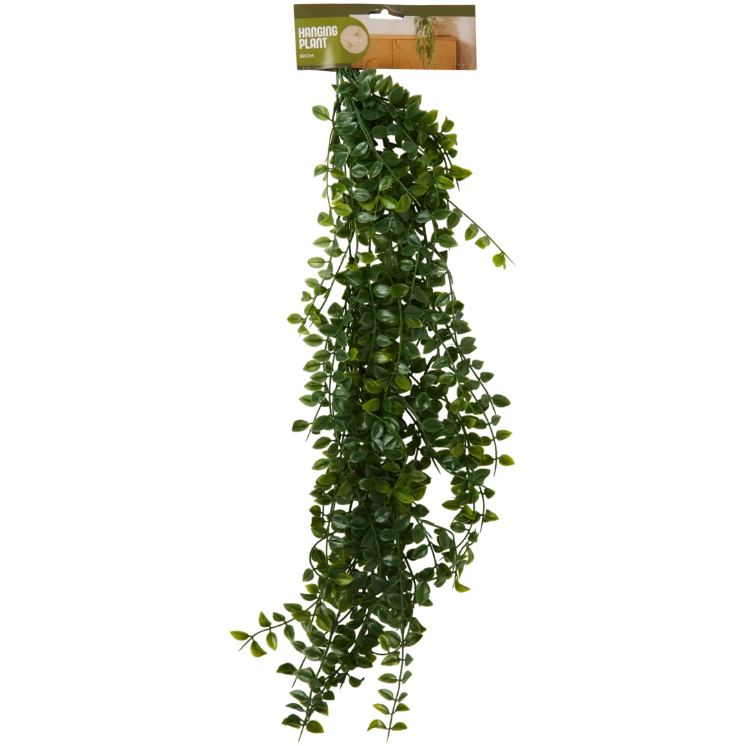 Plante suspendue