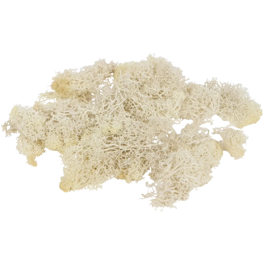 Decoratief mos 2