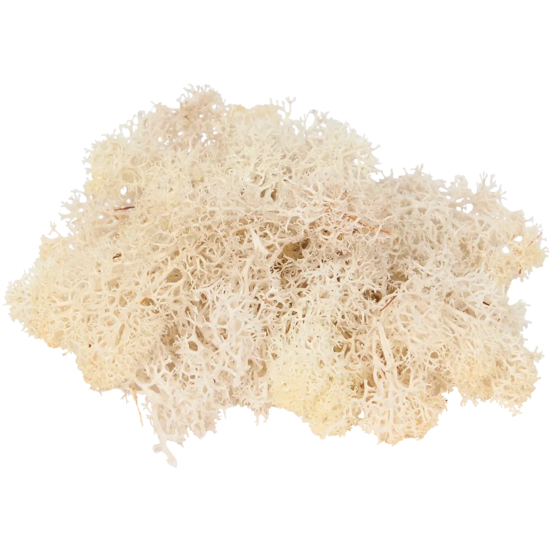 Musgo decorativo Home Accents 3