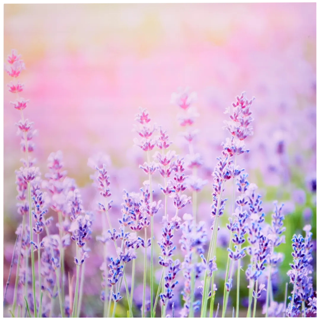 Garden Collection tuindoek