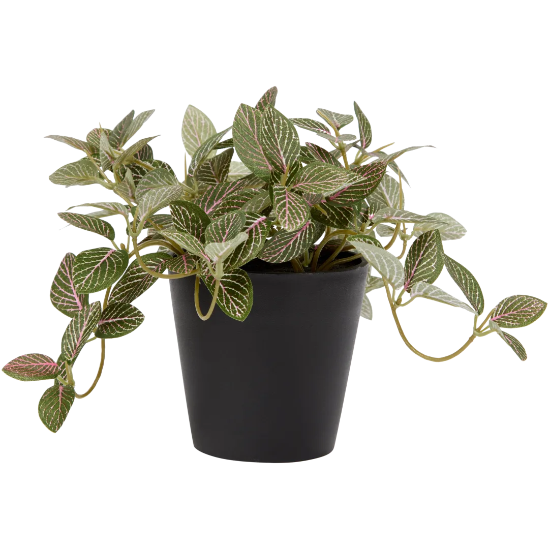 Sztuczna fitonia Excellent Flowers