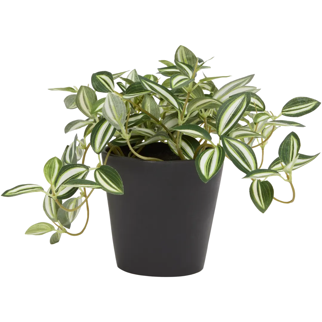 Sztuczna fitonia Excellent Flowers