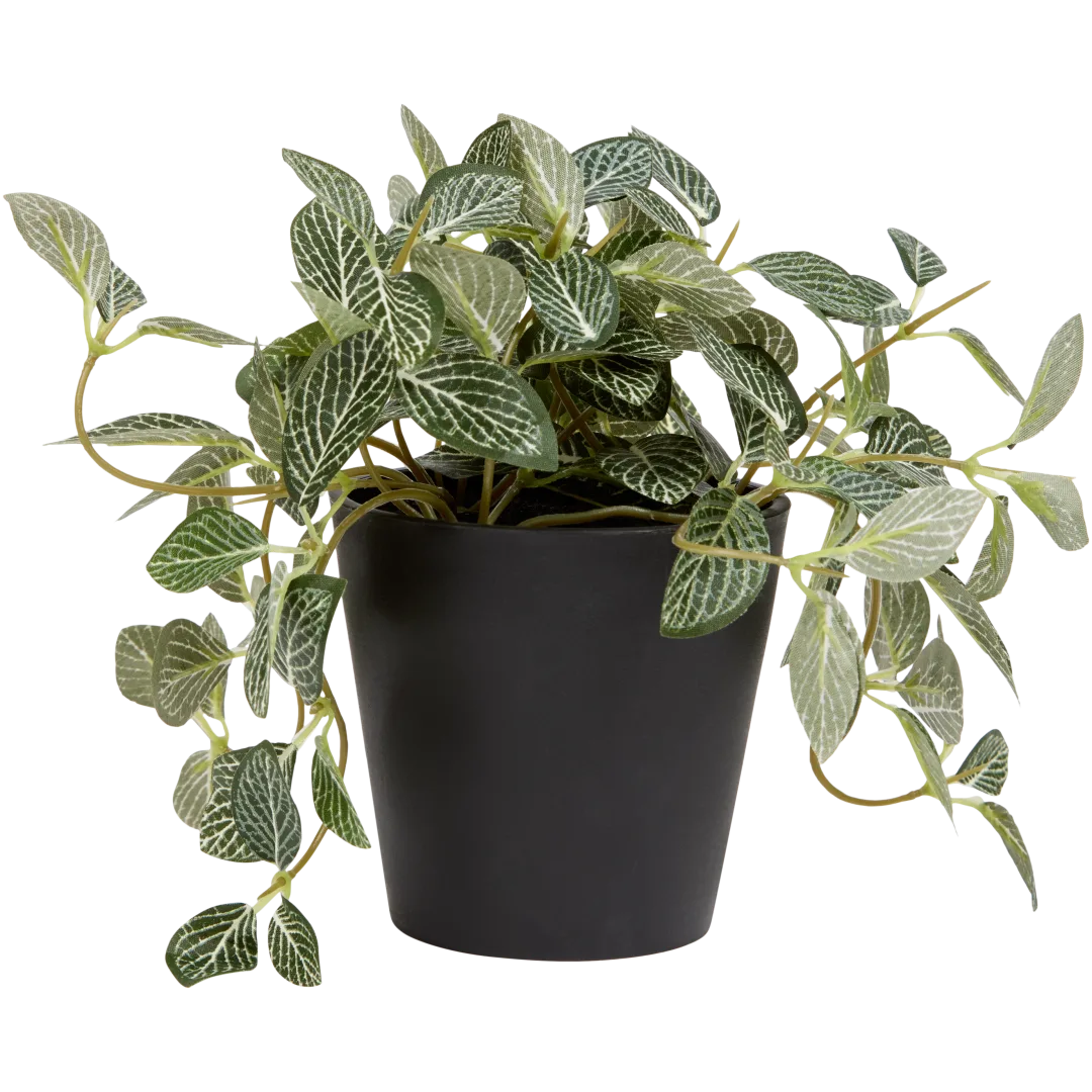 Sztuczna fitonia Excellent Flowers