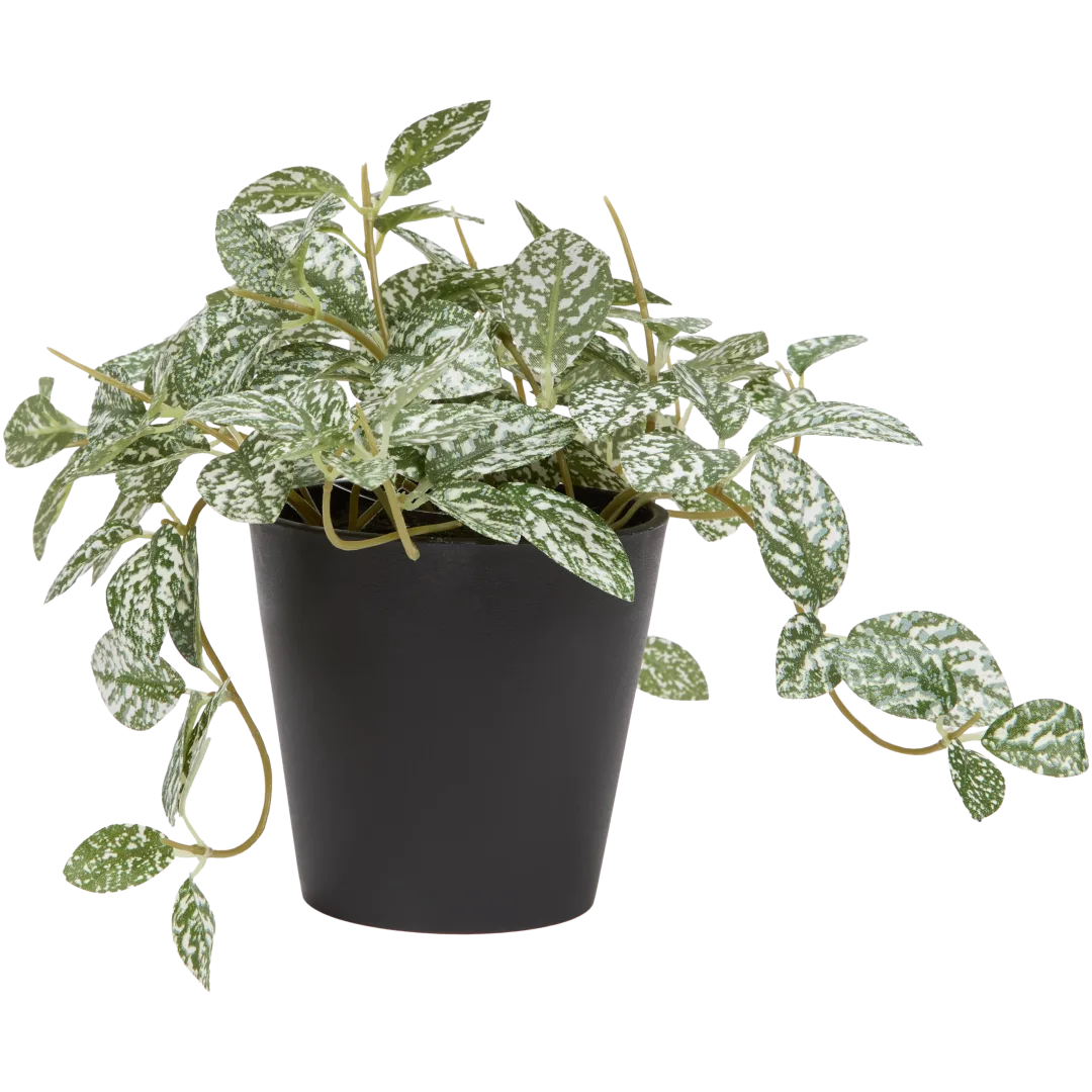 Sztuczna fitonia Excellent Flowers