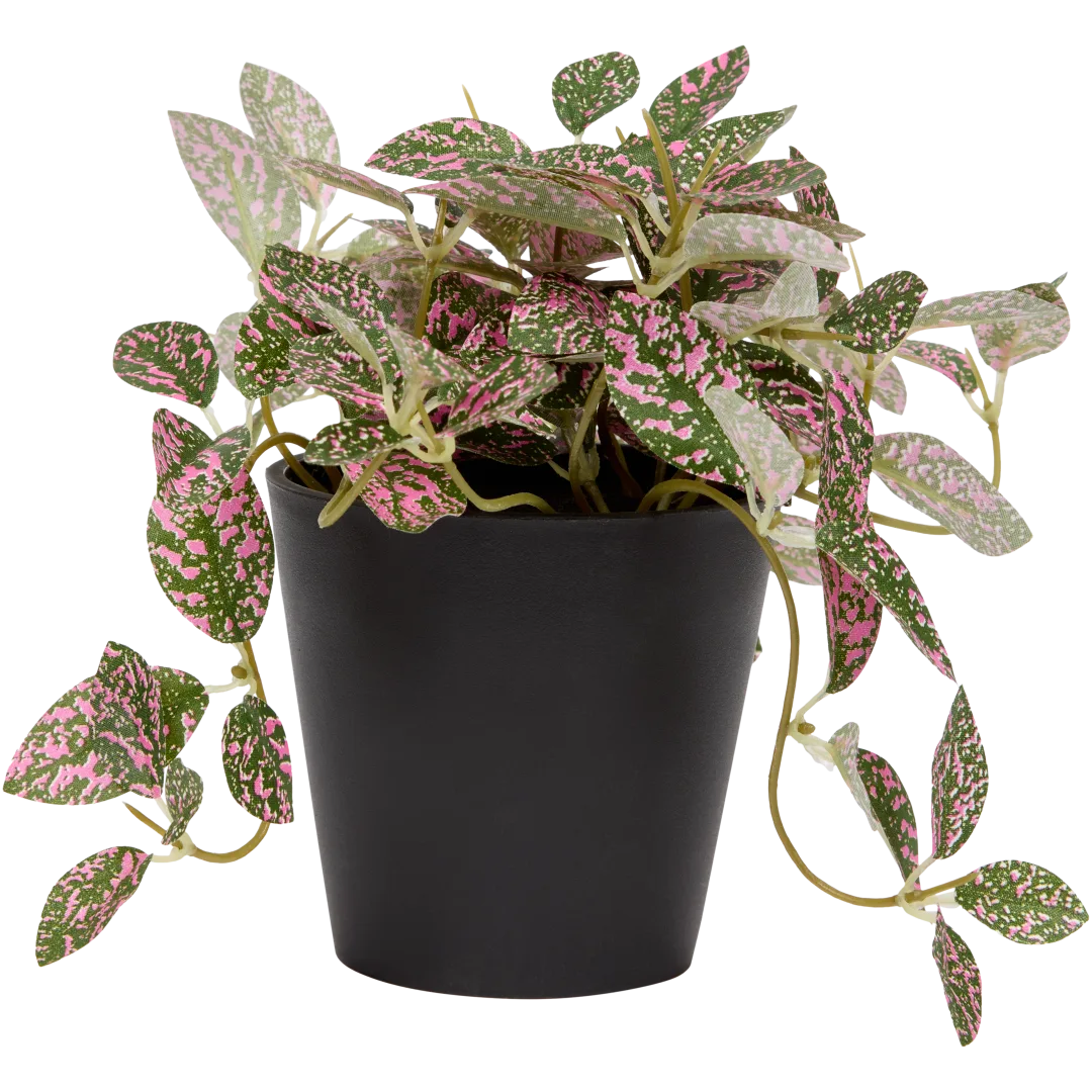 Sztuczna fitonia Excellent Flowers