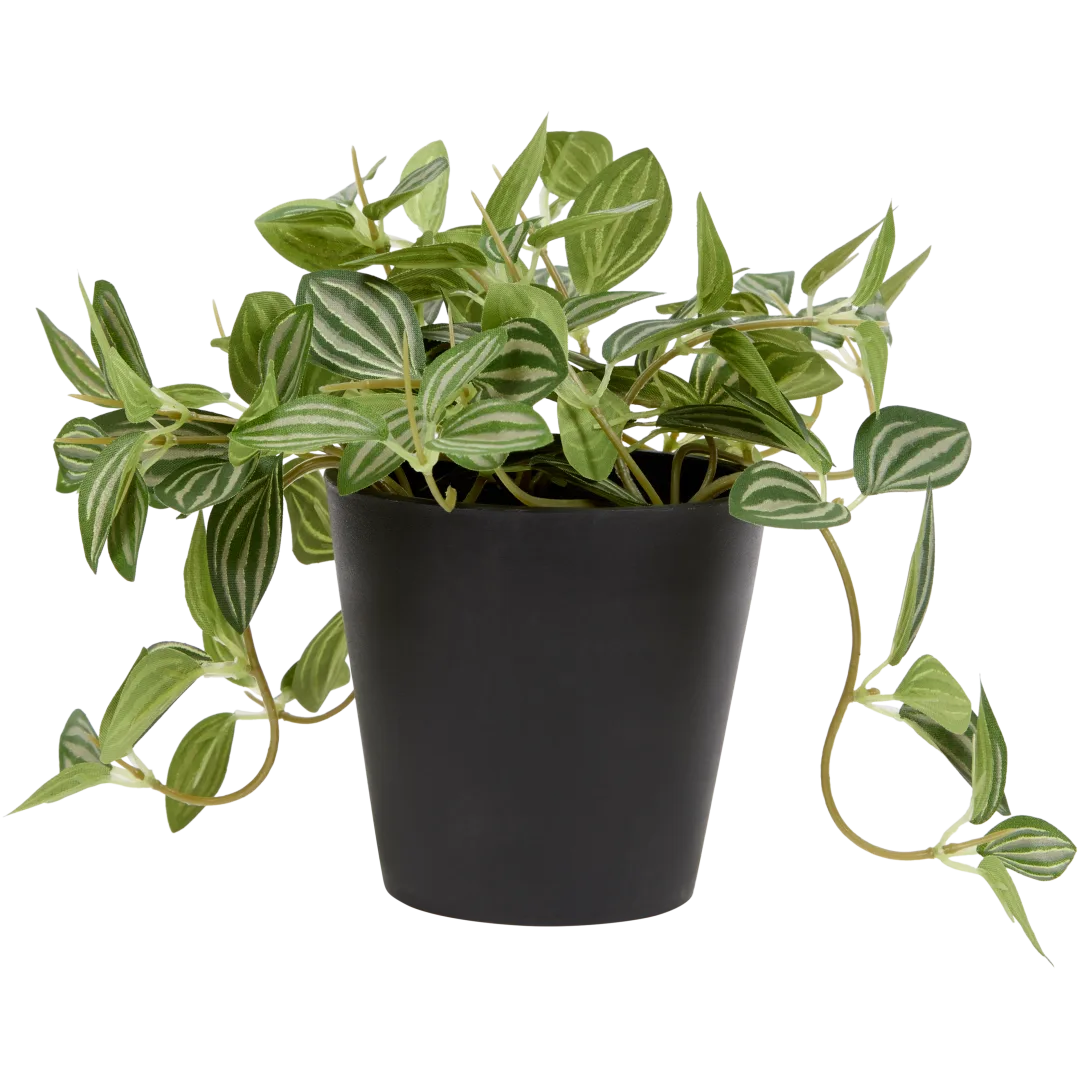 Sztuczna fitonia Excellent Flowers