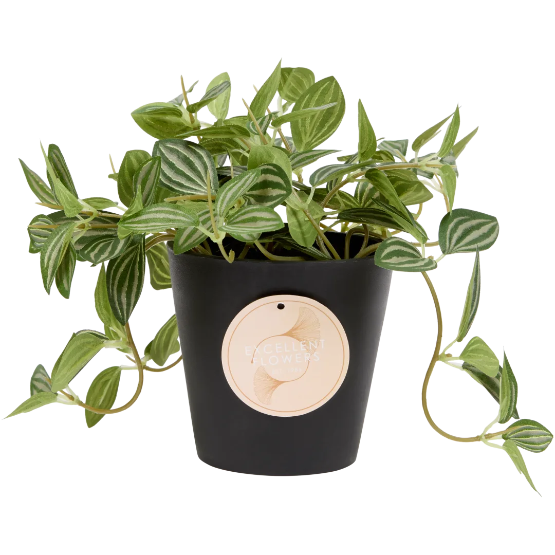 Fittonia artificial Excellent Flowers