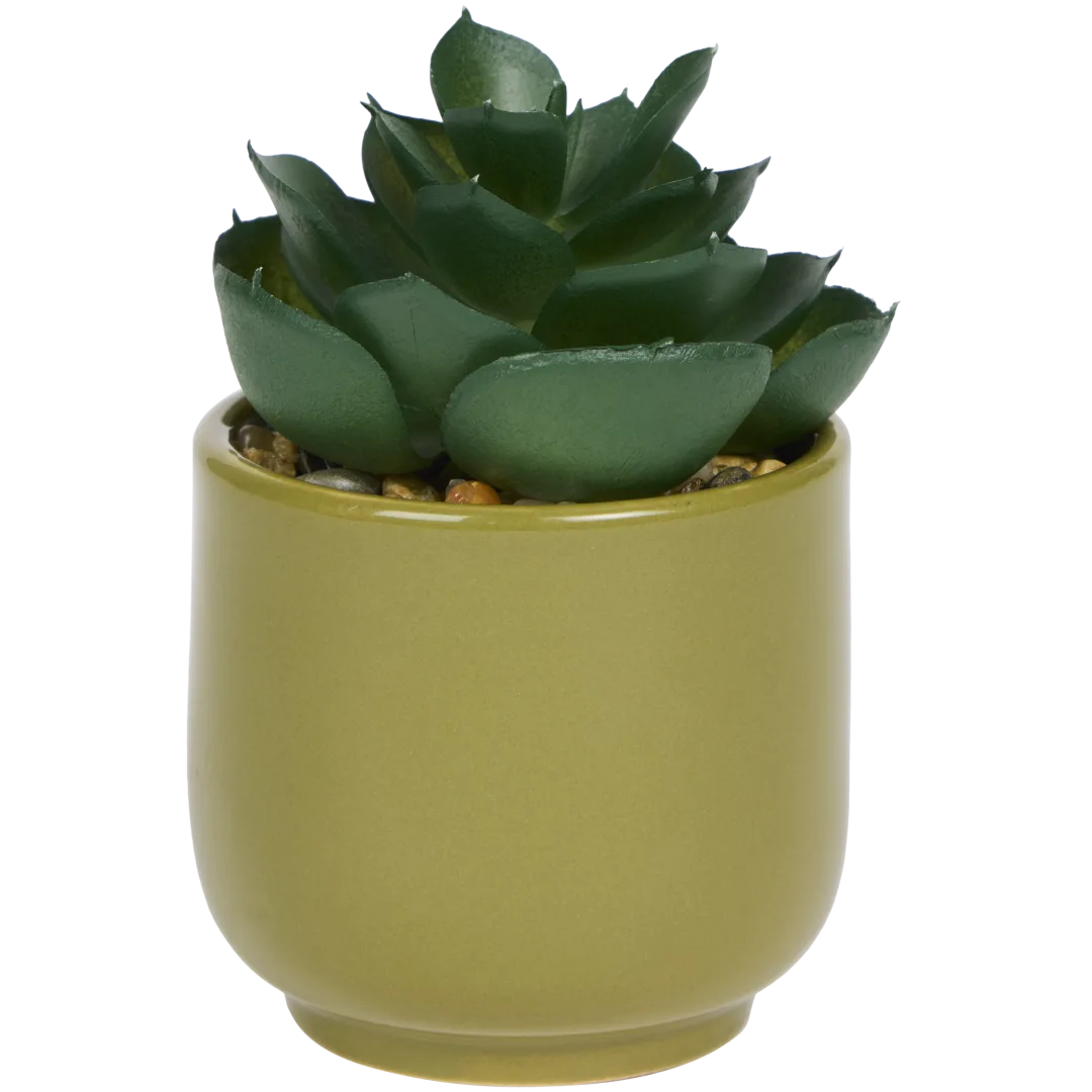 Pianta grassa finta in vaso Home Accents 6