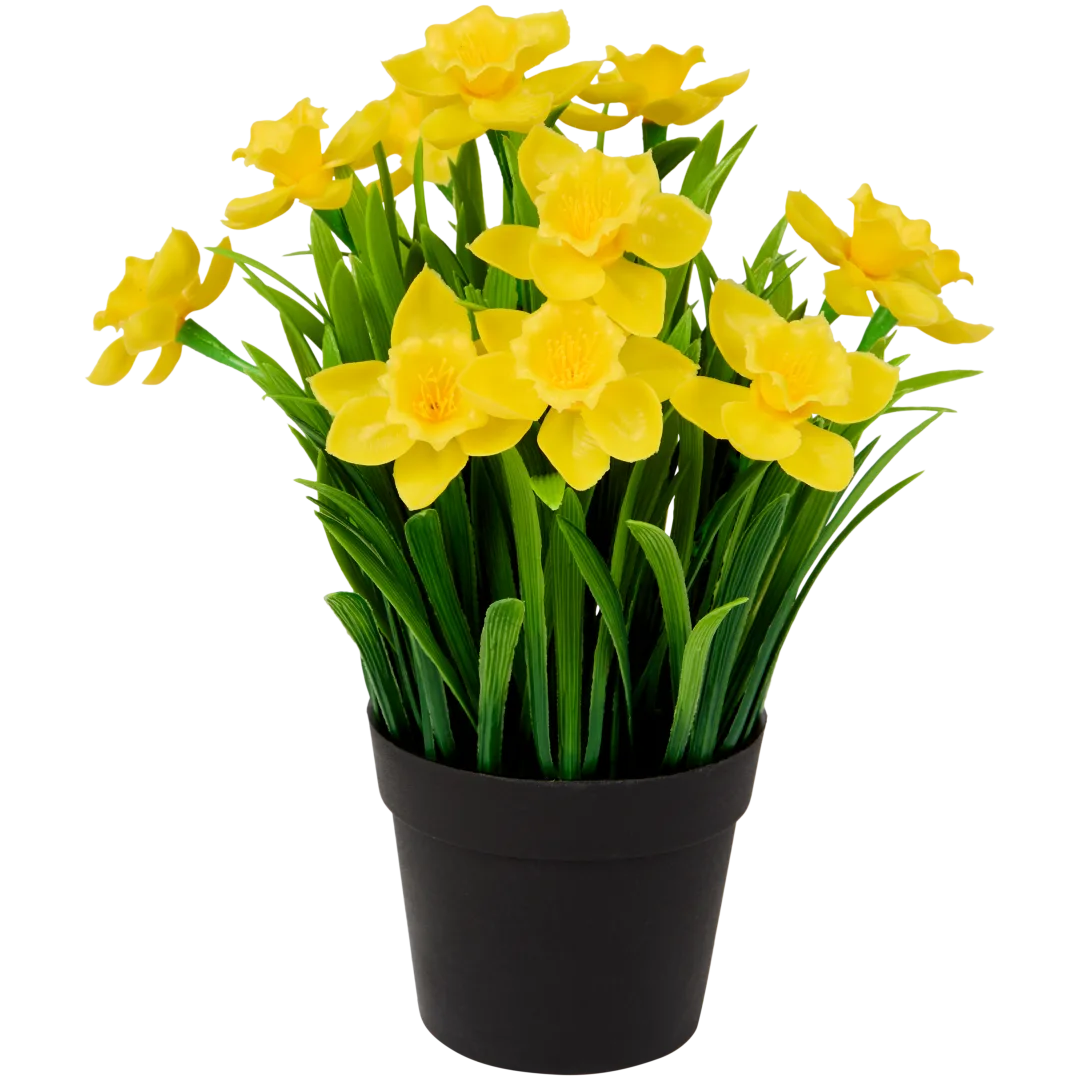 Narcisy v kvetináči 1