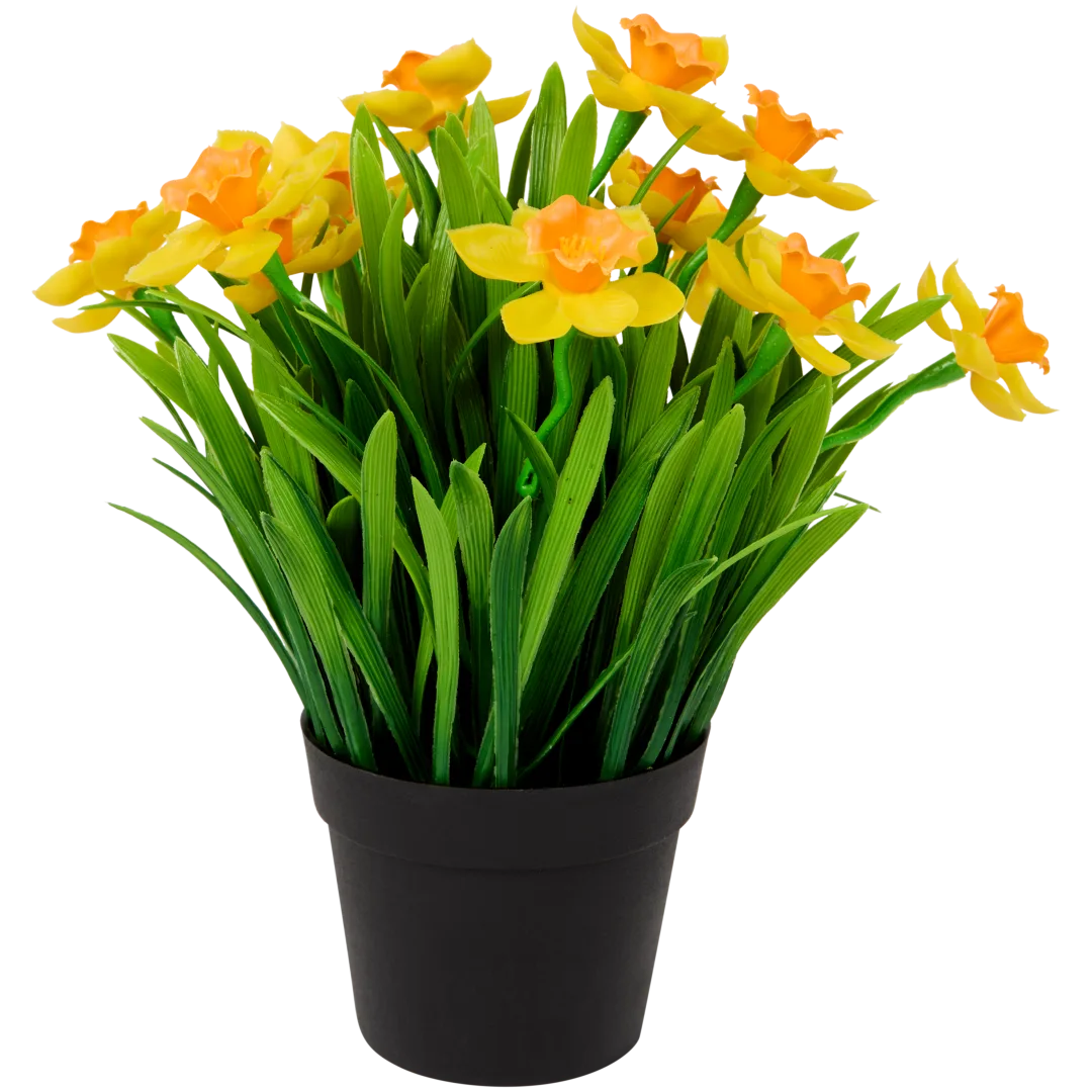 Narcisy v kvetináči 2