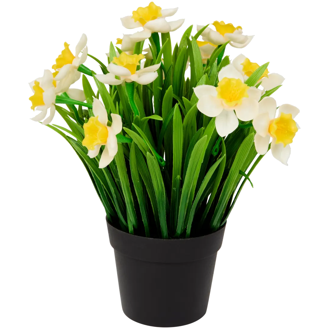 Narcisy v kvetináči 3
