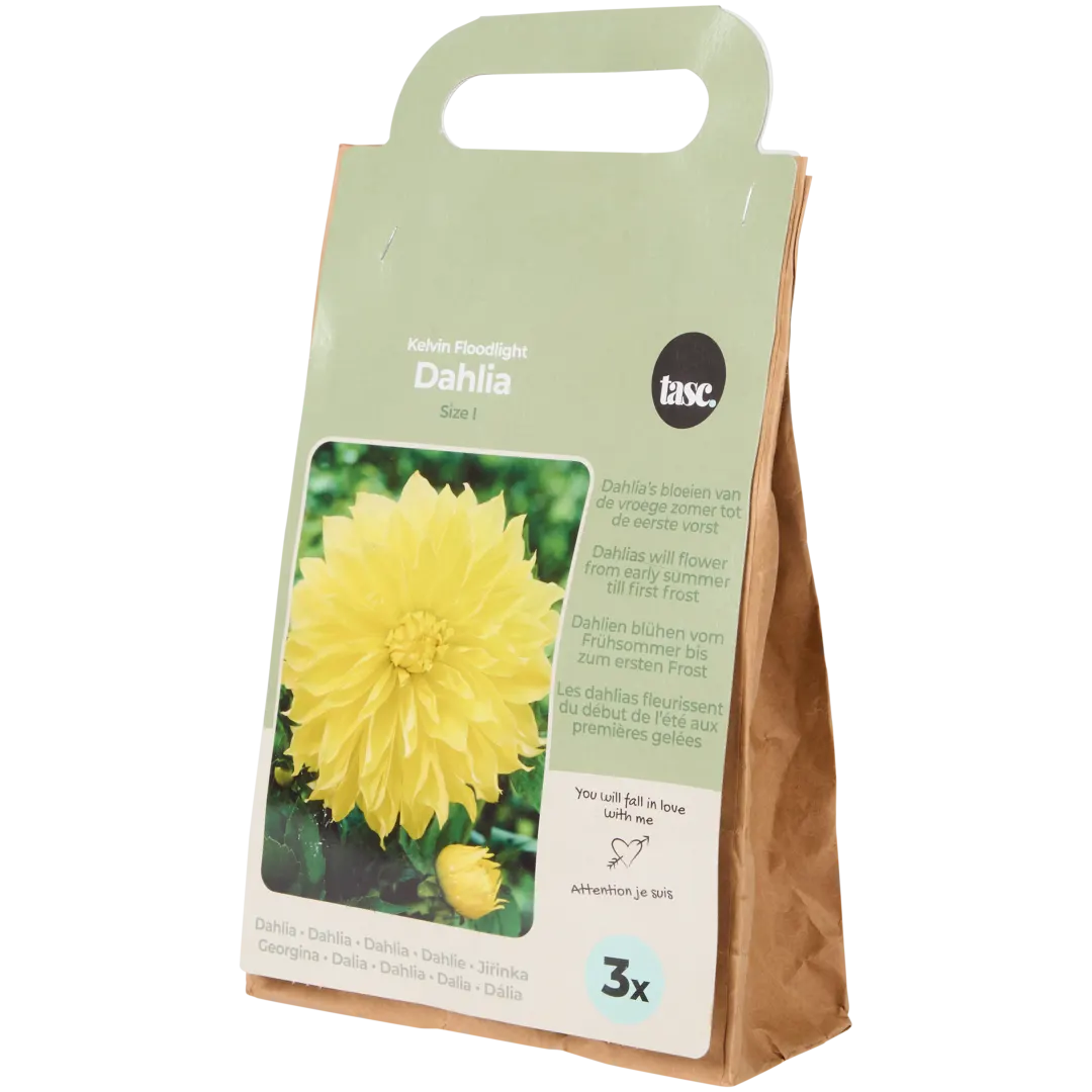 Blumenzwiebeln Dahlien