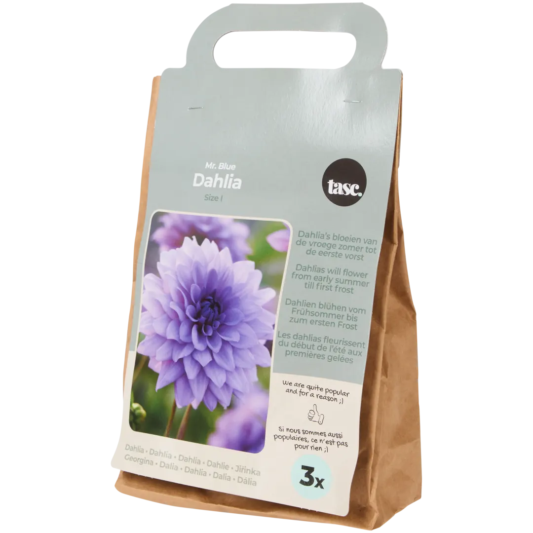 Blumenzwiebeln Dahlien