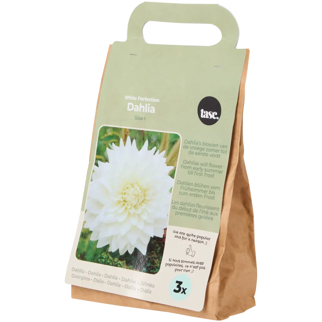 Blumenzwiebeln Dahlien