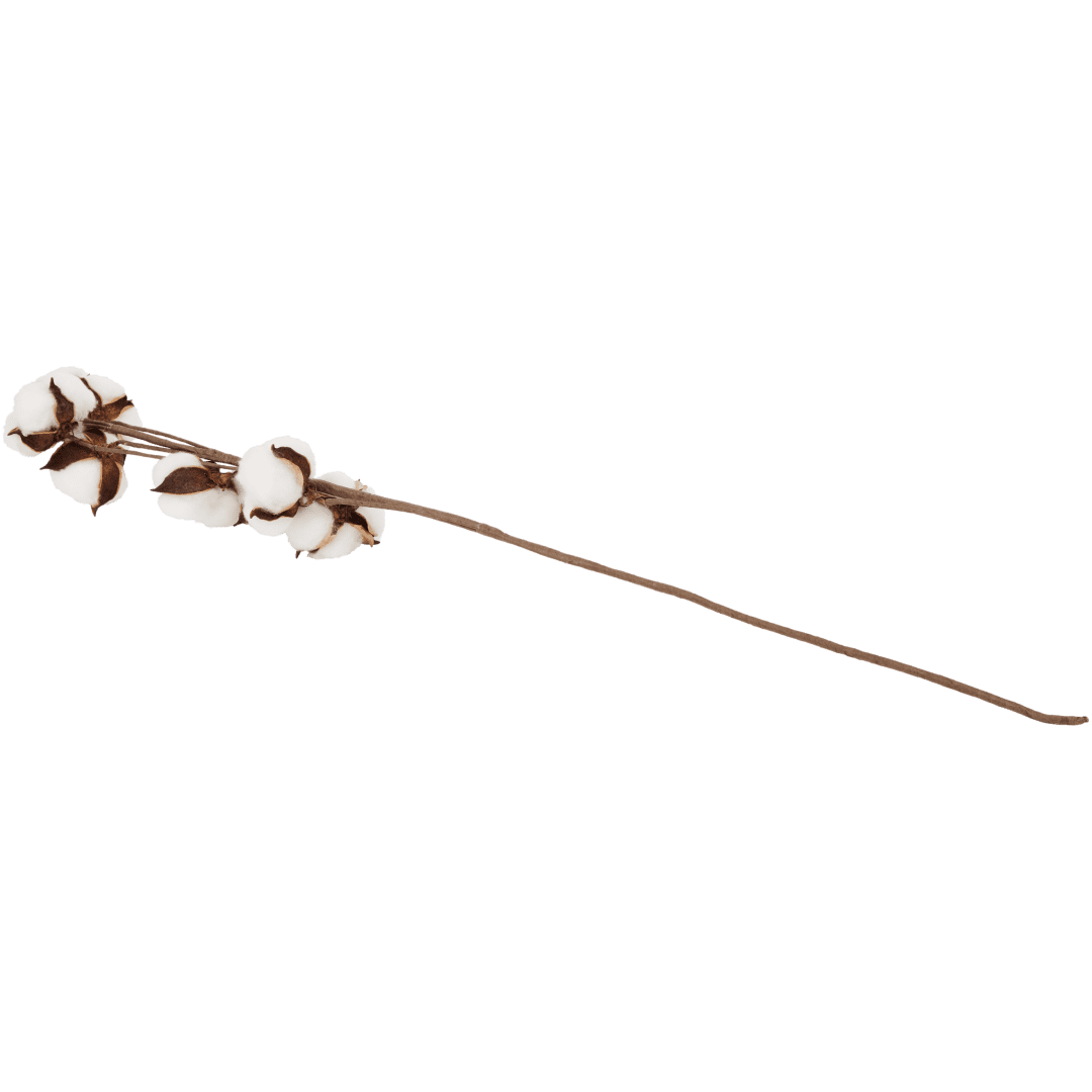 Gałązka bawełniana 2