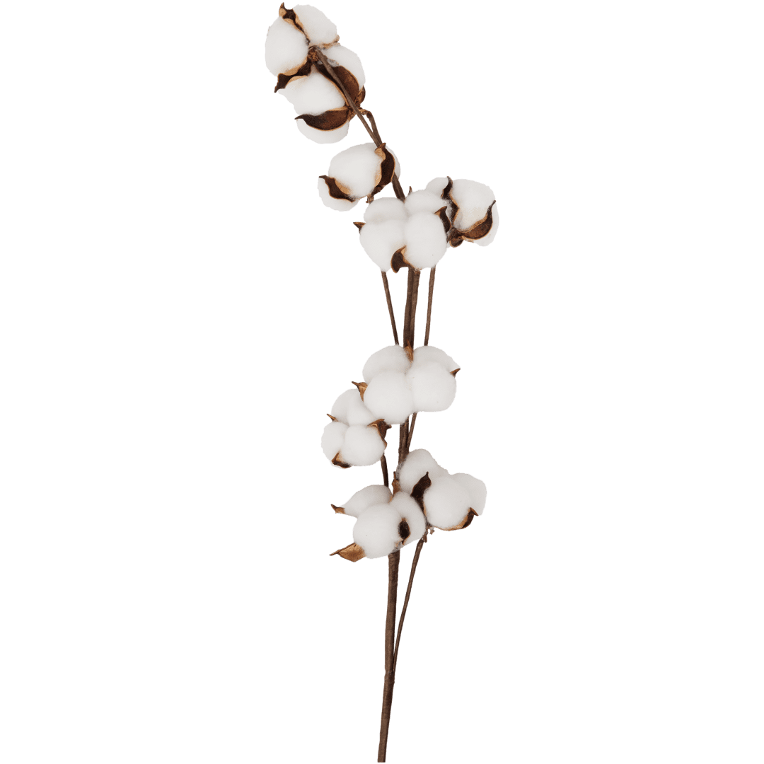 Gałązka bawełniana 1