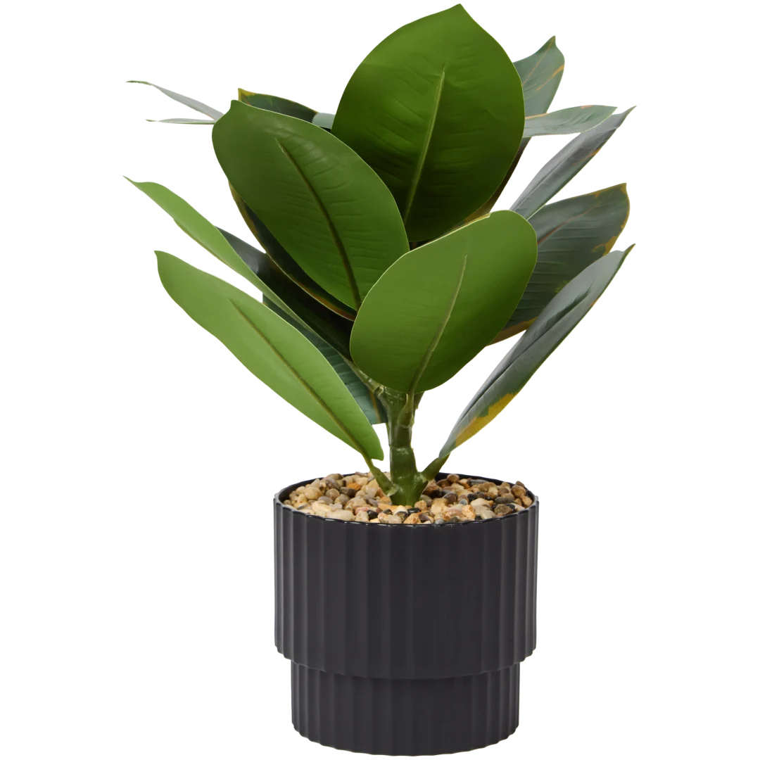 Kunst Fiscus elastica 4