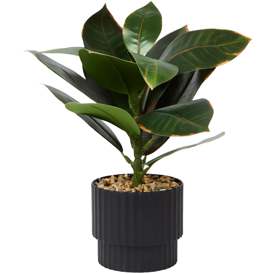 Kunst Fiscus elastica 1