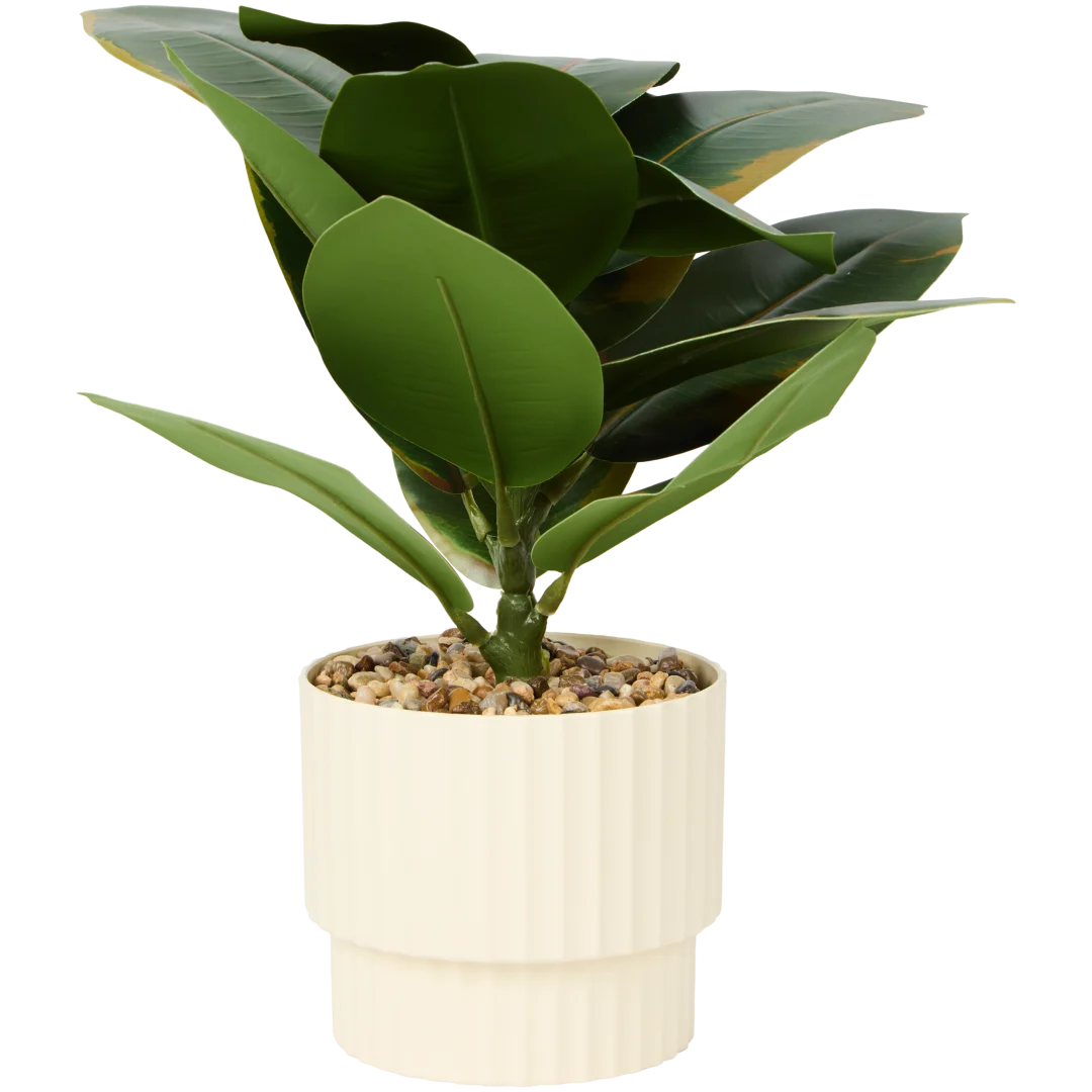 Kunst Fiscus elastica 3