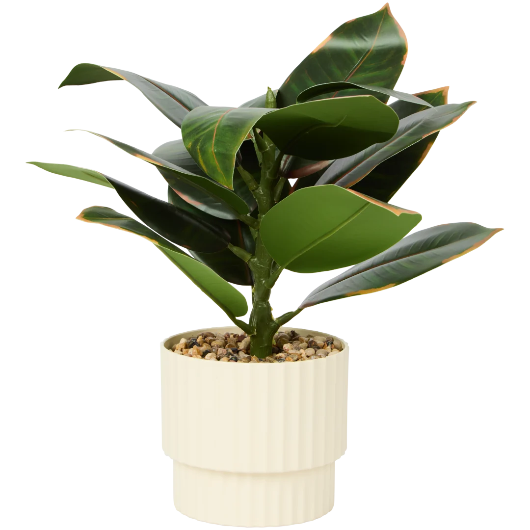 Kunst Fiscus elastica 2