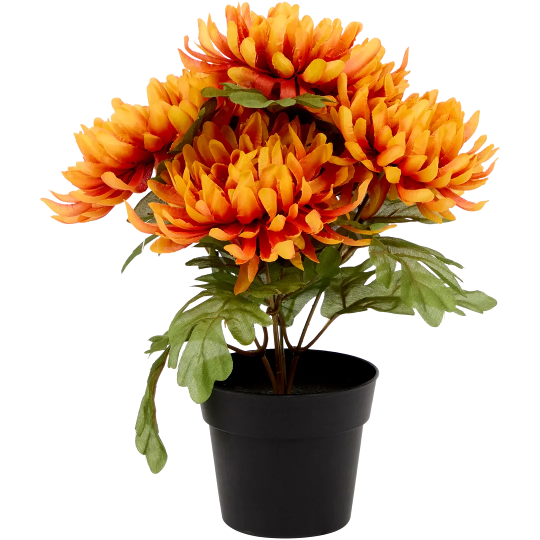 Excellent Flowers chrysant in pot