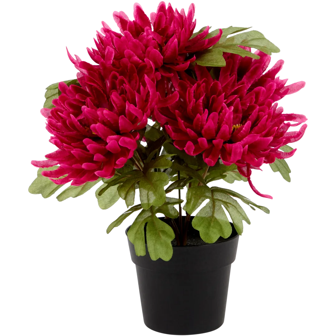 Excellent Flowers chrysant in pot