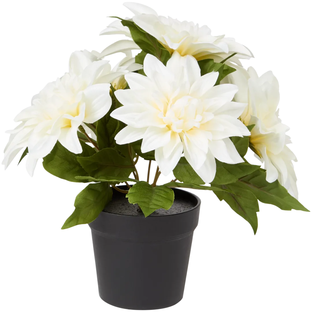 Excellent Flowers Krizantema u posudi 3