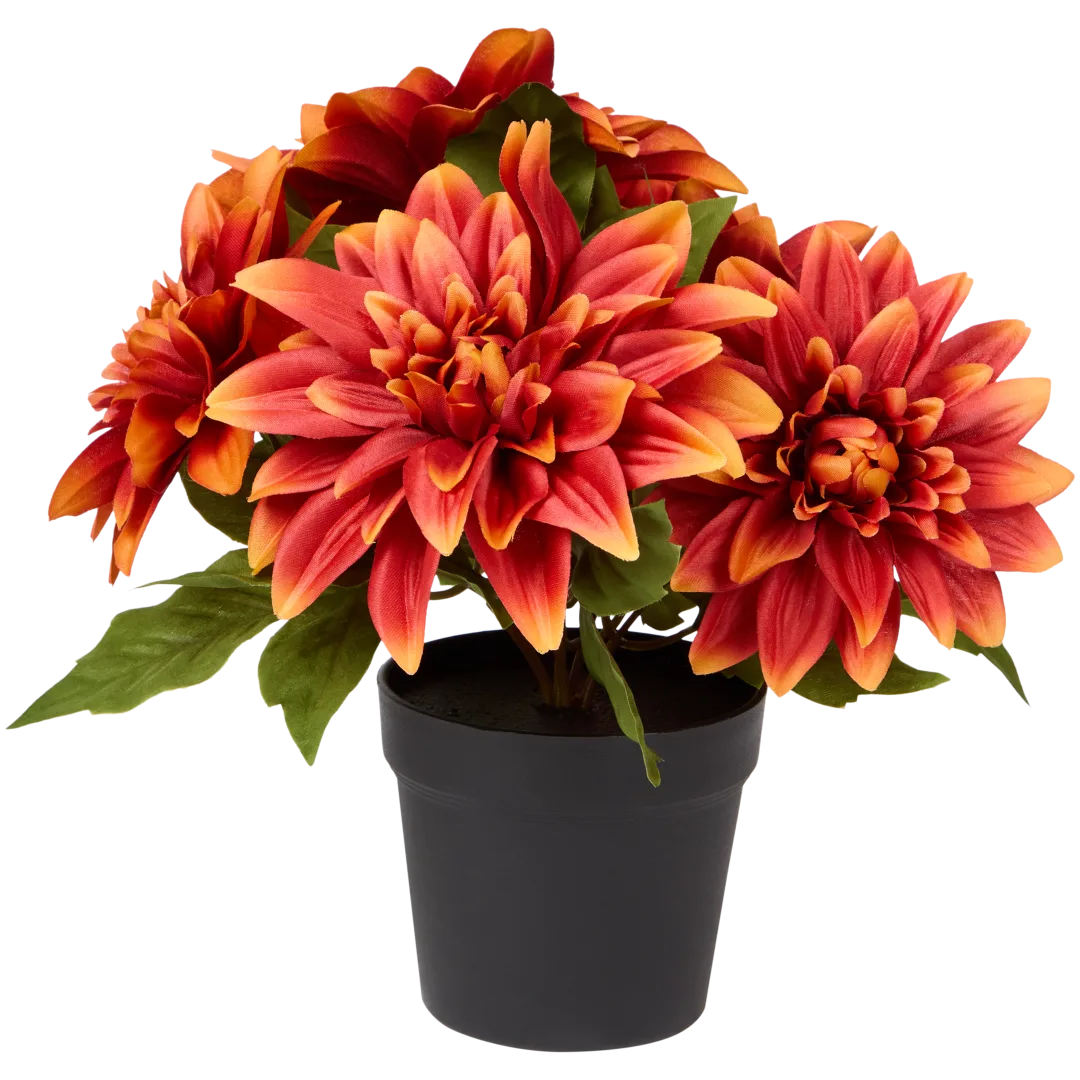 Excellent Flowers Krizantema u posudi 2