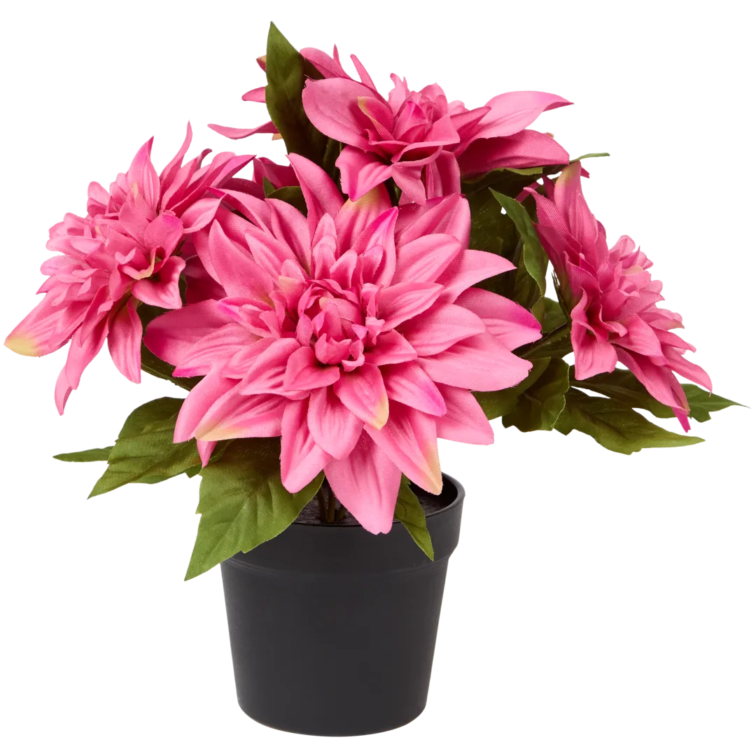 Excellent Flowers Krizantema u posudi 1