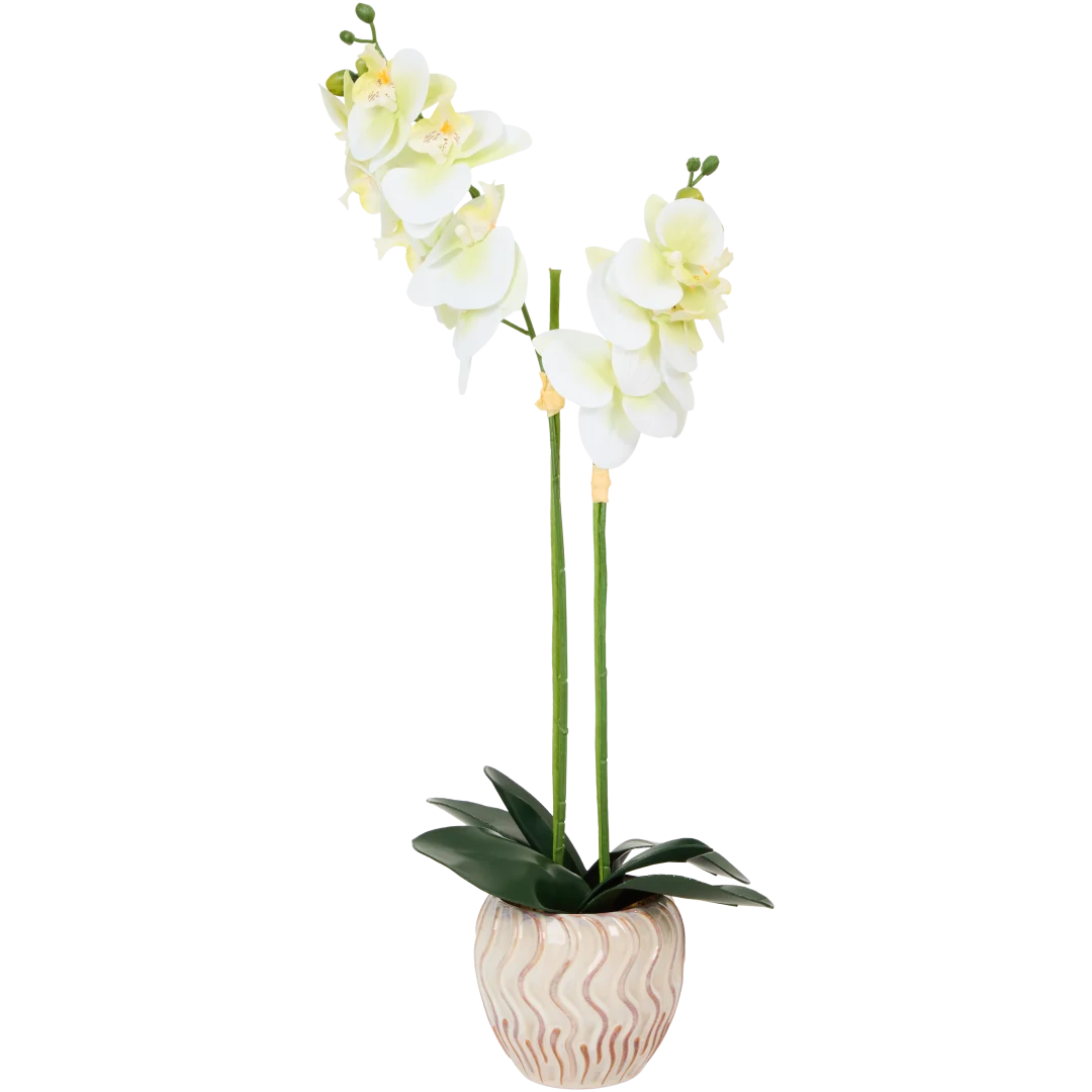 The Hamptons Collections HOME Orchidee im Topf