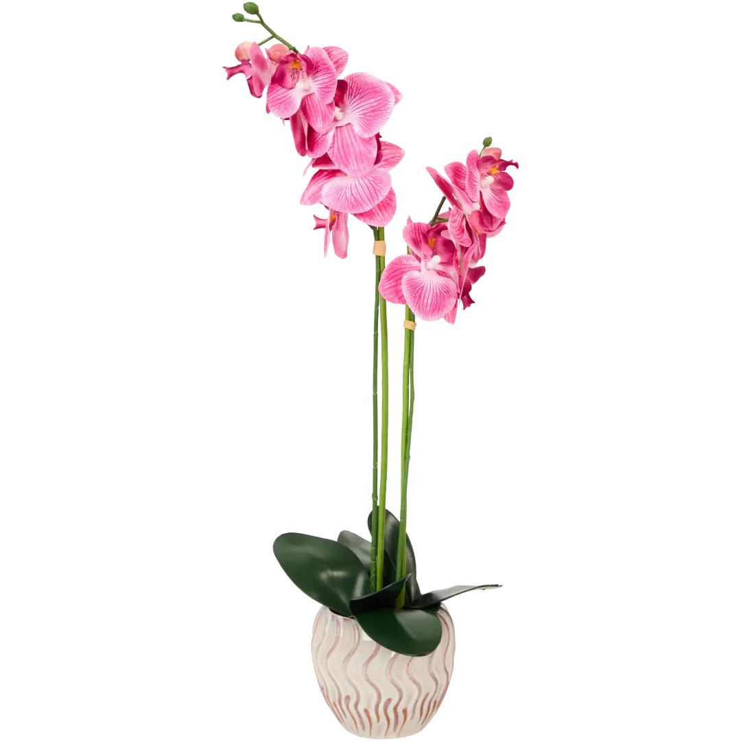 The Hamptons Collections HOME Orchidee im Topf