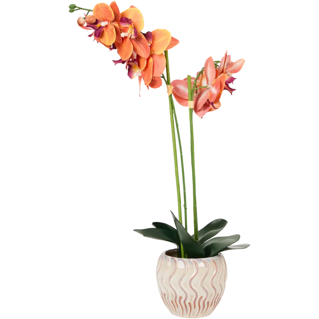The Hamptons Collections HOME Orchidee im Topf