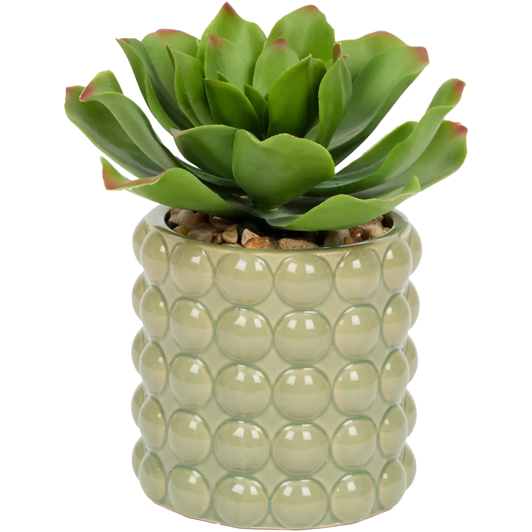 Plantă suculentă în ghiveci The Hamptons Collections HOME 1