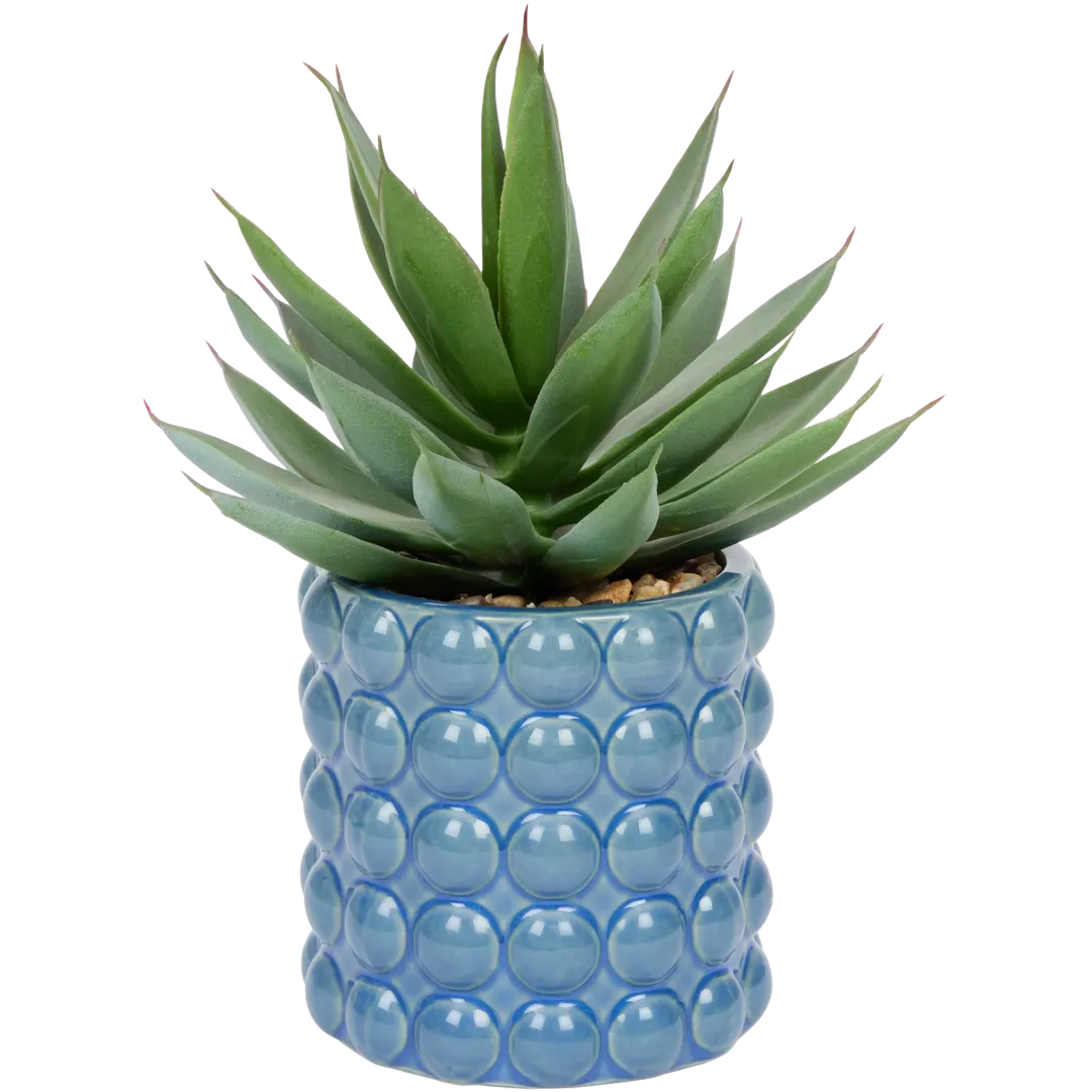 Plantă suculentă în ghiveci The Hamptons Collections HOME 2