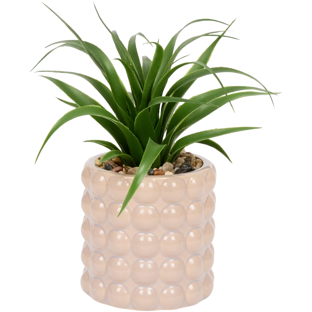 Plantă suculentă în ghiveci The Hamptons Collections HOME 3